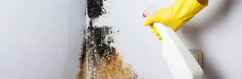 visible mold growth on an interior wall being treated during mold removal service in Jacksonville, FL