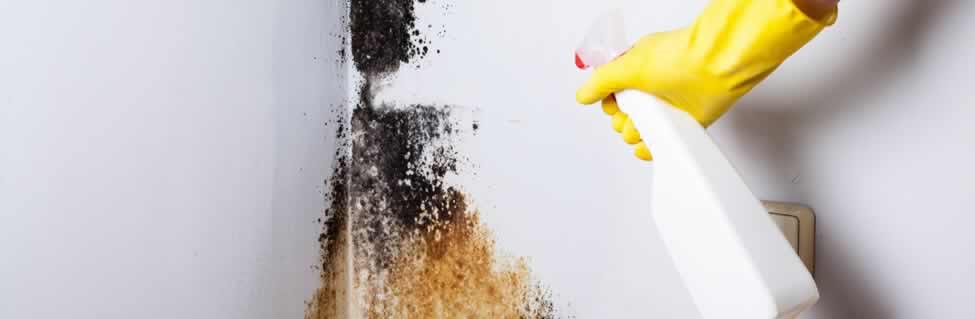 Mold Removal